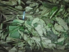 Picture of Dried Ugu Leaf 20g