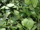 Picture of Dried Utazi Leaf 20g (Gongronema Latifolium)