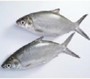 Picture of Milkfish