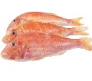 Picture of Red Mullet