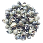 Picture of Periwinkle in Shell 300g (Freshly Frozen)