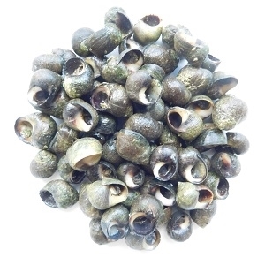 Picture of Periwinkle in Shell 300g (Freshly Frozen)