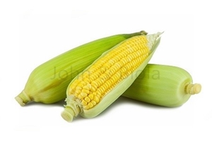 Picture of Sweet Corn on Cob ^ Husk (1 Corn)