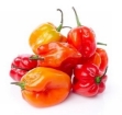 Picture of Hot Pepper - Scotch Bonnet (Mixed)