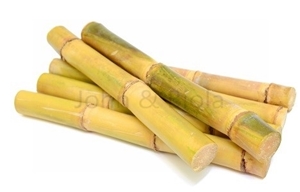 Picture of Sugar Cane 400g (Saccharum officinarum)