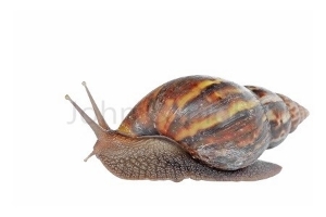 Picture of Snail (Frozen, No Shell, 1 Large Snail)