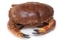 Picture of Fresh Whole Brown Crab (Cooked - 1 Crab)