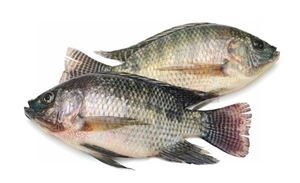 Picture of Tilapia Large