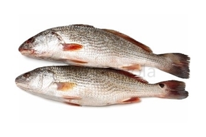 Picture of Croaker Large