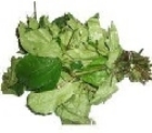 Picture of Fresh Ugu Leaf (Telfairia Occidentalis) - Box (10 Bunches)