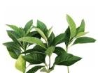 Picture of Fresh Bitter Leaf (Vernonia Amygdalina) - Box (10 Bunches)