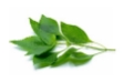 Picture of Frozen Whole Fresh Scent Leaf (Ocimum Gratissimum)