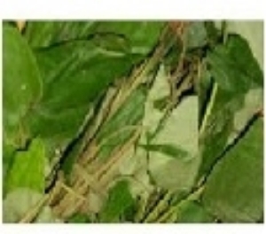 Picture of Frozen Whole Fresh Utazi Leaf (Gongronema Latifolium)