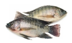 Picture of Tilapia Small